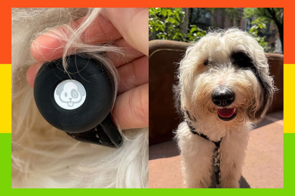 Apple AirTags review: Use it to track your dog, luggage and more