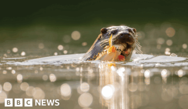 UK wildlife photographers rally to highlight habitat loss