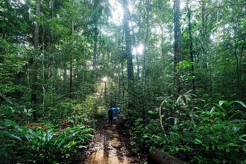 Environmentalists walk through the Caxiuana National Forest in Brazil, 22 March, 2025
