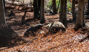 Greece’s largest predator has made a remarkable comeback