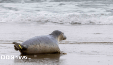 A seal heading towards the sea on a beach. The seal is grey and has a small yellow tag on its tale.