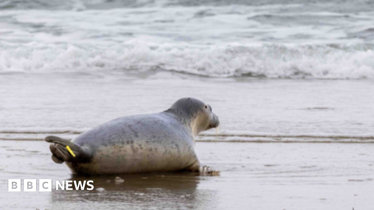 A seal heading towards the sea on a beach. The seal is grey and has a small yellow tag on its tale.