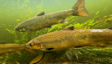 Salmon Scotland to allocate funds to address declining fish stocks