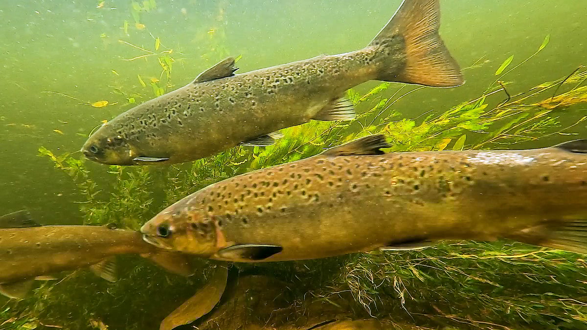 Salmon Scotland to allocate funds to address declining fish stocks