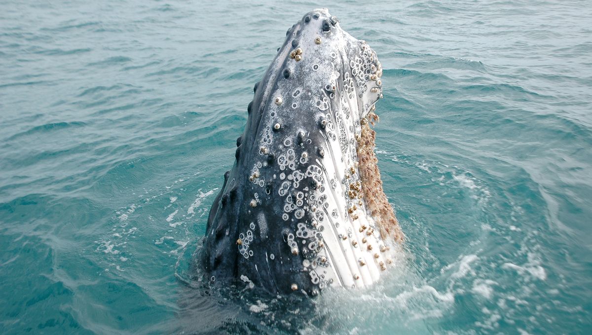 Why Do Barnacles Attach To Whales?