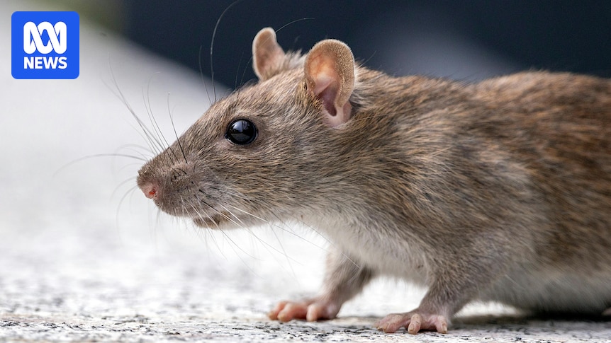 Mental Health beds at Hobart's Peacock Centre have been closed due to a rat infestation