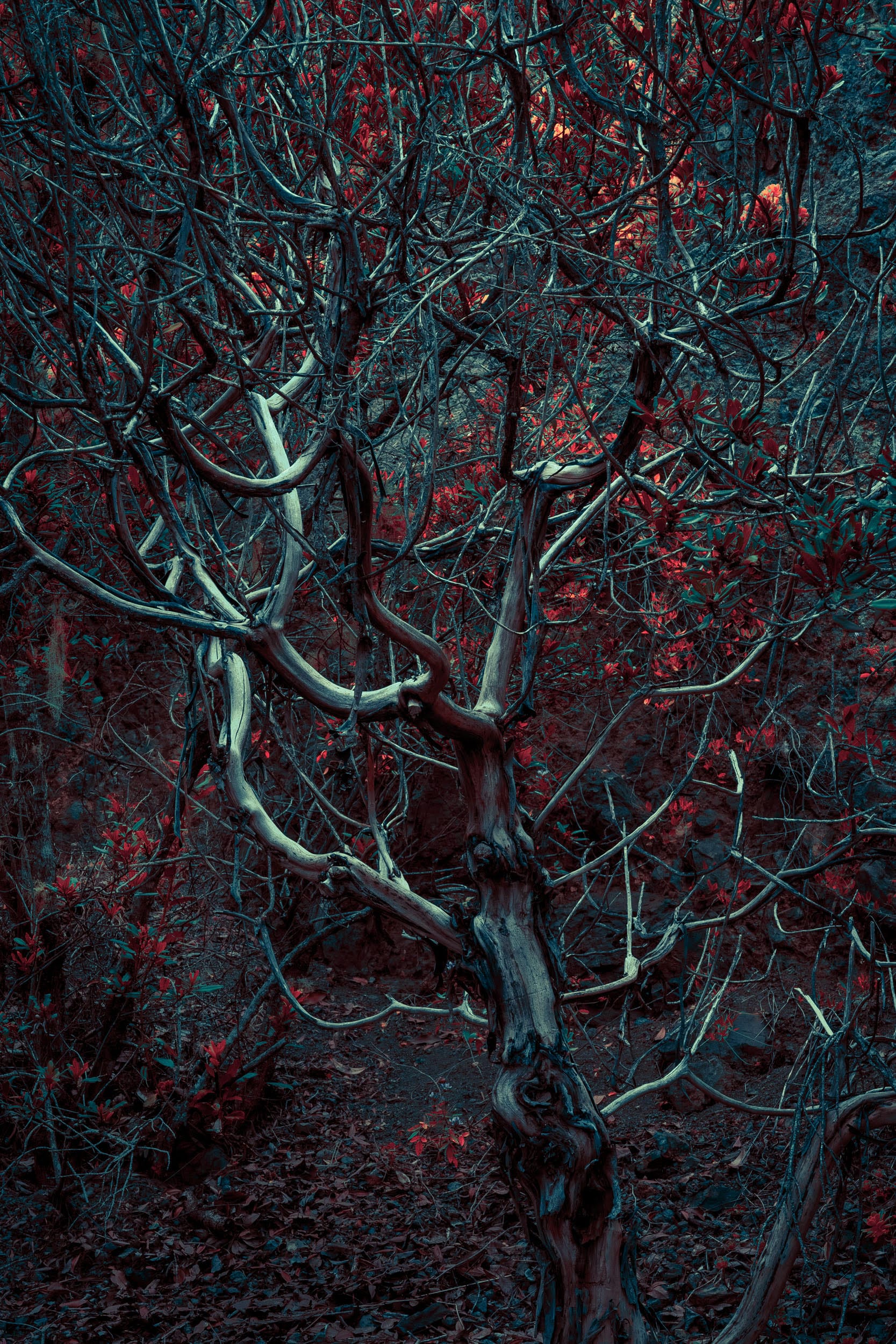 a photograph of a forest with with a bluish tree