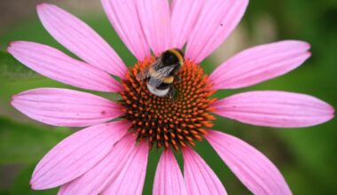 Bumblebees Have Learned to Read Simple Morse Code–an Ability Seen Only in Humans and Vertebrates