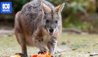 Rare parma wallabies moved to predator-free zones after 50 years in Blue Mountains sanctuary