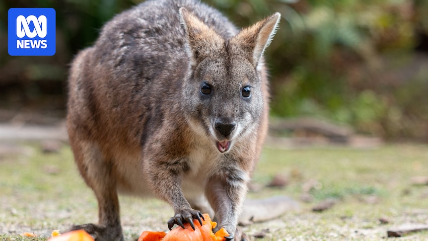 Rare parma wallabies moved to predator-free zones after 50 years in Blue Mountains sanctuary