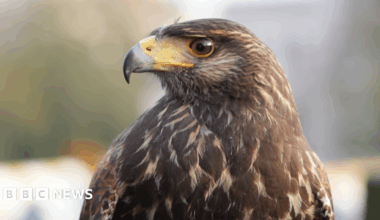Mikael ChuFoon, a falconer who is looking directly at the camera and smiling. He is wearing a black fleece and navy gilet. He is standing on the top of Norwich marketplace with a Harris's hawk on his arm.