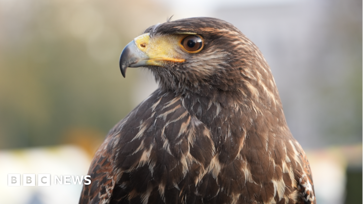 Mikael ChuFoon, a falconer who is looking directly at the camera and smiling. He is wearing a black fleece and navy gilet. He is standing on the top of Norwich marketplace with a Harris's hawk on his arm.