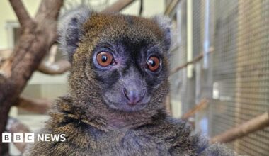 A close-up of a brown and white greater bamboo lemur. It has big brown eyes with darker fur around them. There are branches in the beackground.