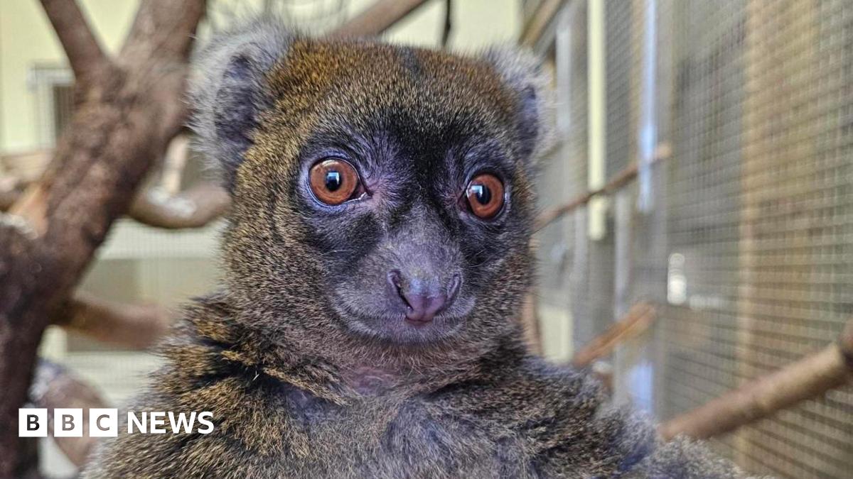 A close-up of a brown and white greater bamboo lemur. It has big brown eyes with darker fur around them. There are branches in the beackground.