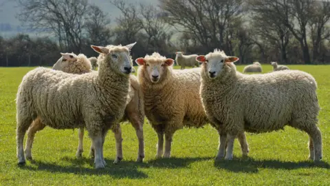 Getty Images Four sheep stand in the foreground, they are in a grassy field and the sun is shining.