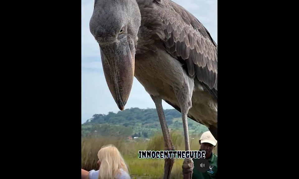 Shoebill after landing on tour boat.