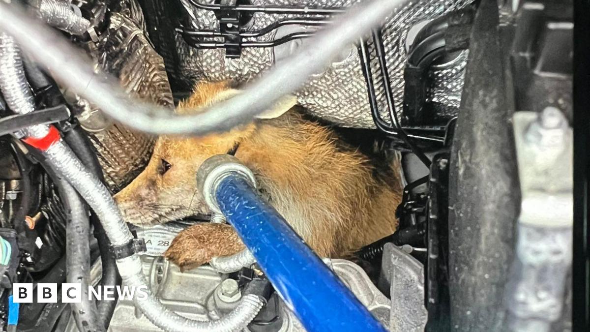Young fox trapped inside the engine of a Amazon delivery van, trying to be rescued by RSPCA worker with grasper