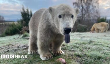 Brodie is still quite young and small. He is standing in a large grassy enclosure. He has white fur, a black nose and has his pinky-blue tongue hanging out of his mouth.