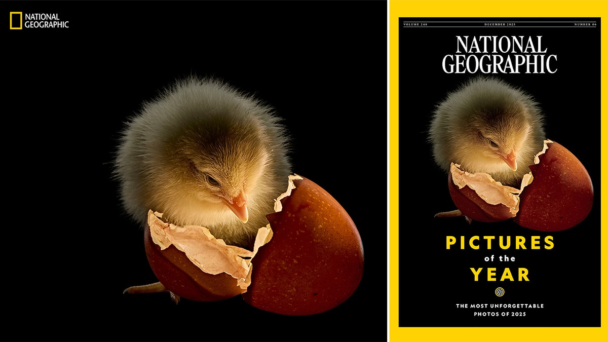 A chick stares into an egg next to the cover of national geographic magazine