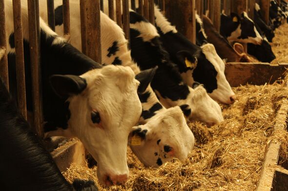 Cows grazing in a barn Cows grazing in a barn