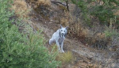 Wildlife Photographer Captures First-Ever Video Of Rare 'Ghost' Cat