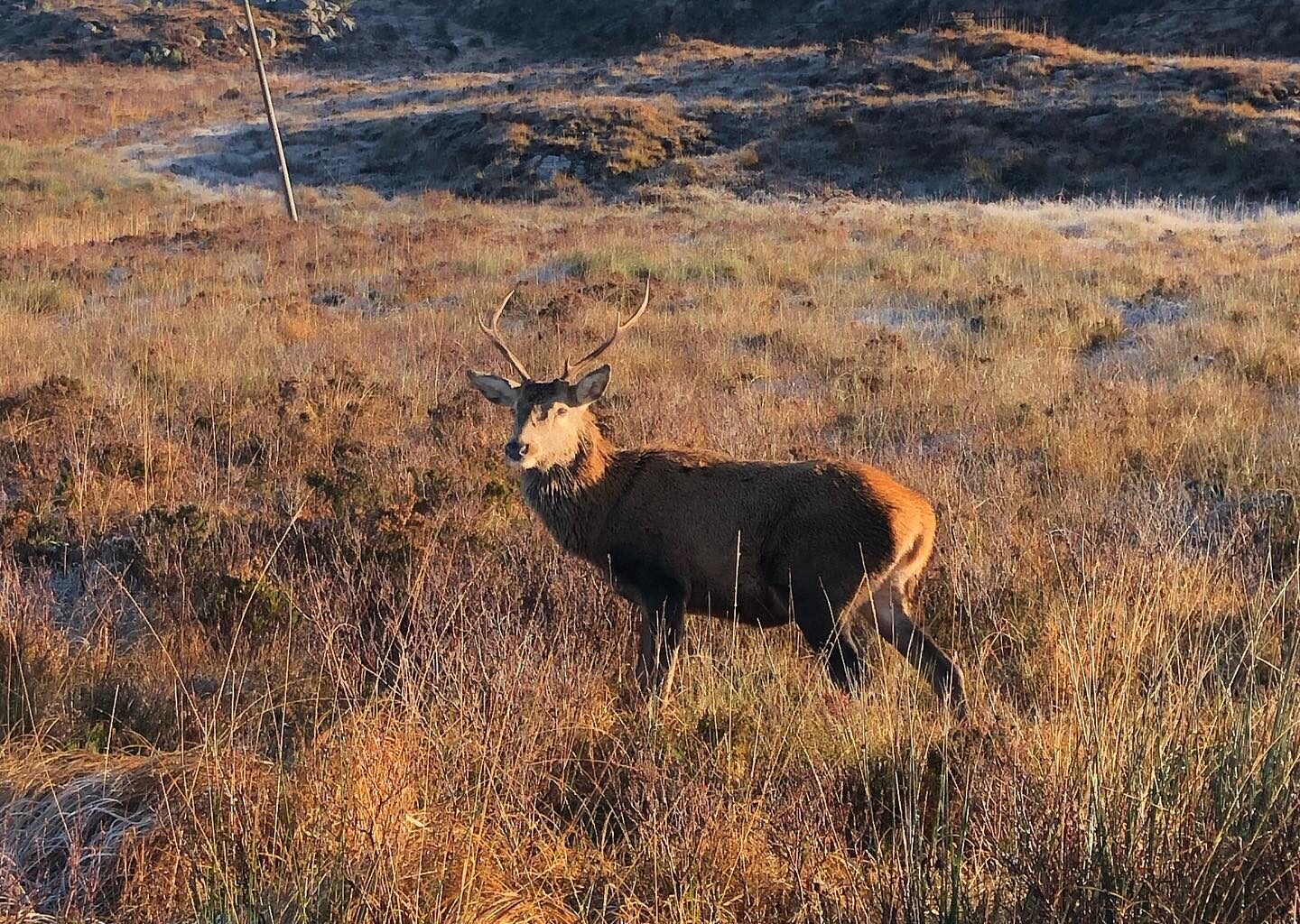 Noel Cunningham left shaken in deer collision as calls for culling grow - Highland Radio