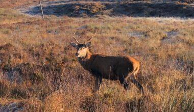 Noel Cunningham left shaken in deer collision as calls for culling grow - Highland Radio