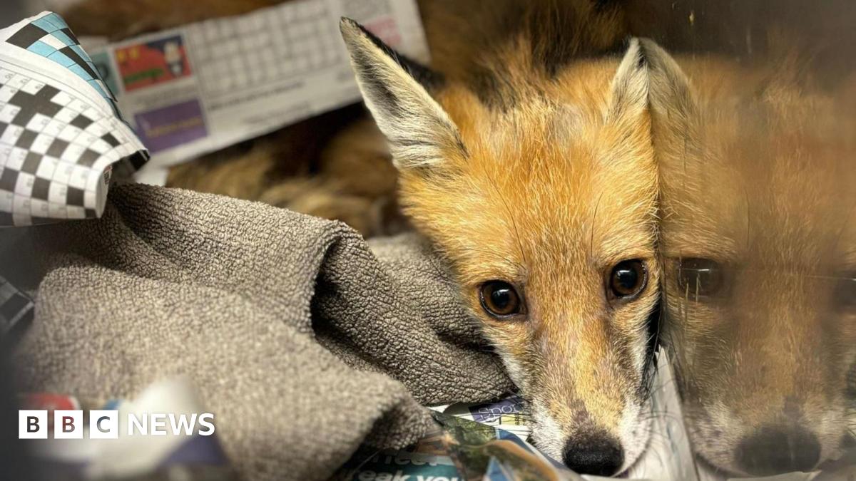 Fox cuddled up inside a cage