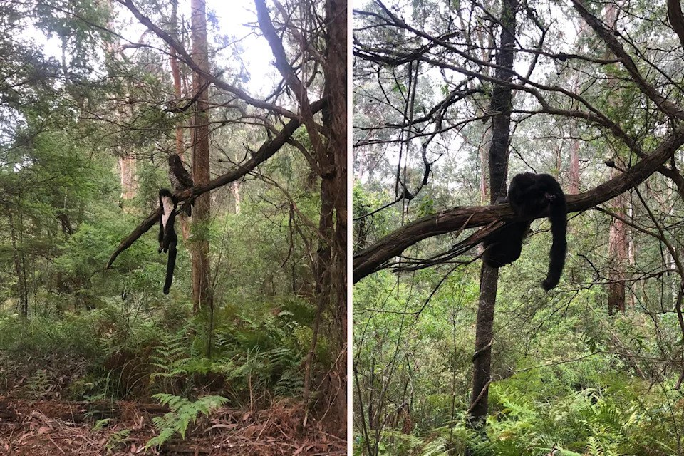 Left: A powerful owl with the body of a greater glider. Right the body of the glider after the owl flew away.