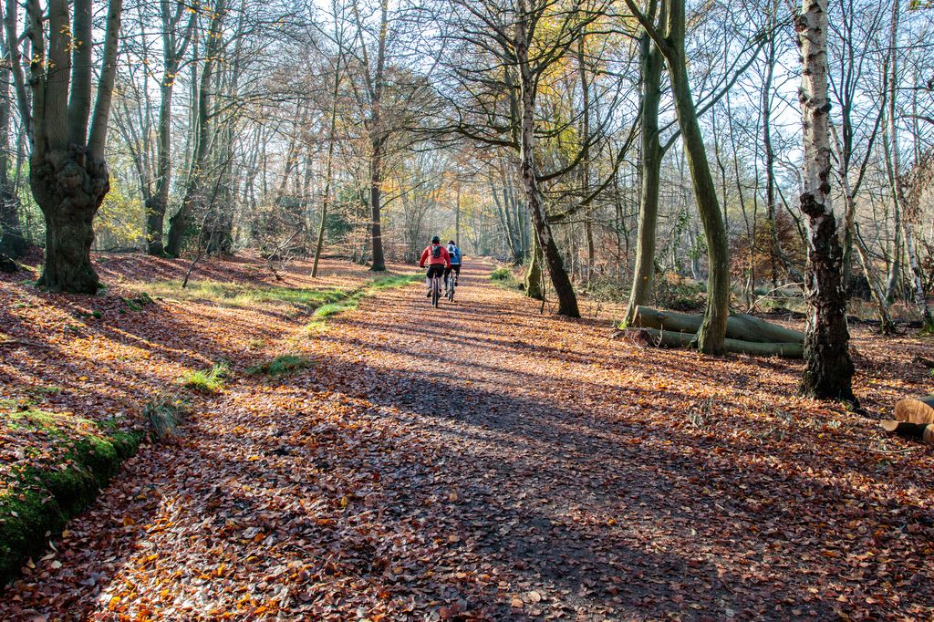 Two adults cycling through Epping Forest in the autumn sunshine