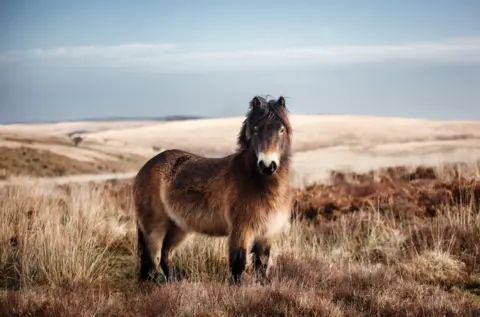Sarah Drury An Exmoor pony is captured looking straight at the photographer with the Somerset moorland in the background. 