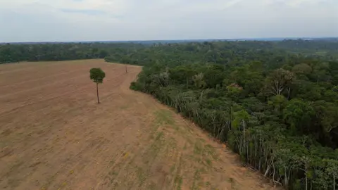 BBC / Tony Jolliffe A rainforest stops where an area is cleared to make way for a soya plantation. Next to a line of trees, there is a brown open field with a single tree standing in the middle. 