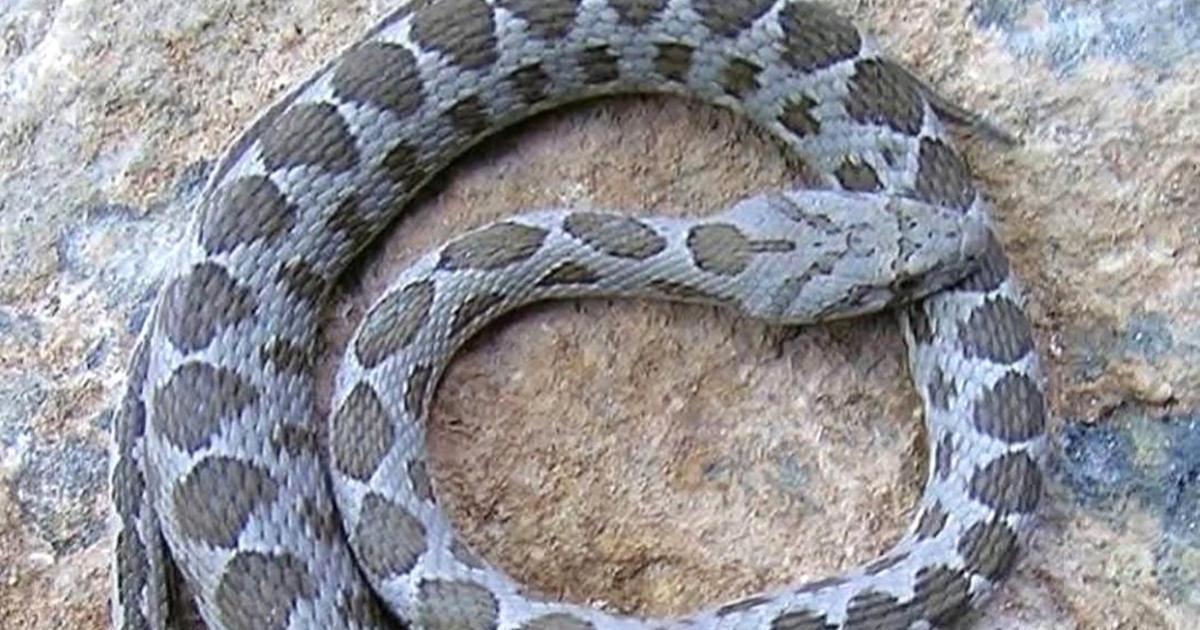 A new snake has been spotted in Malta
