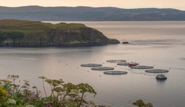 As the storm surge from Storm Amy ravaged the Scottish Highlands, it also broke through farm pens holding thousands of salmon.
