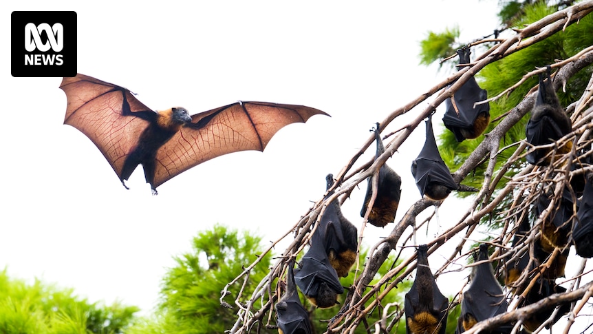 Bat colony causes Gympie council to consider property buyback scheme
