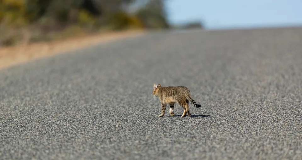 A feral cat walking across an outback road.