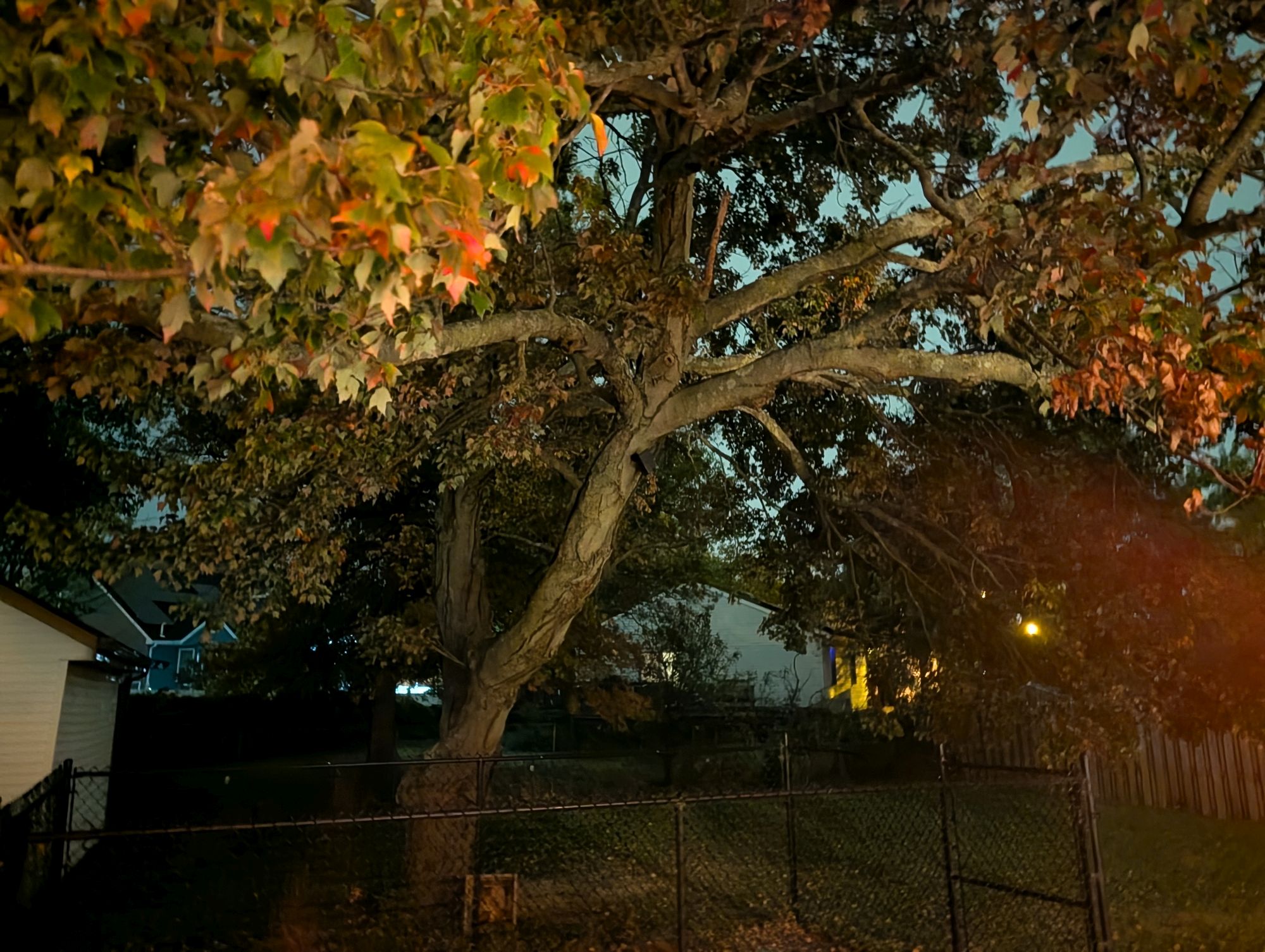 Google Pixel 10 Pro XL low light sample.