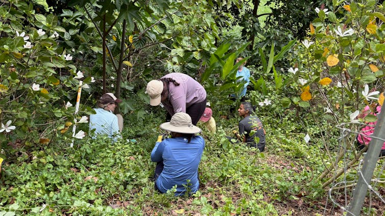 People plant crops among existing trees on Oahu.