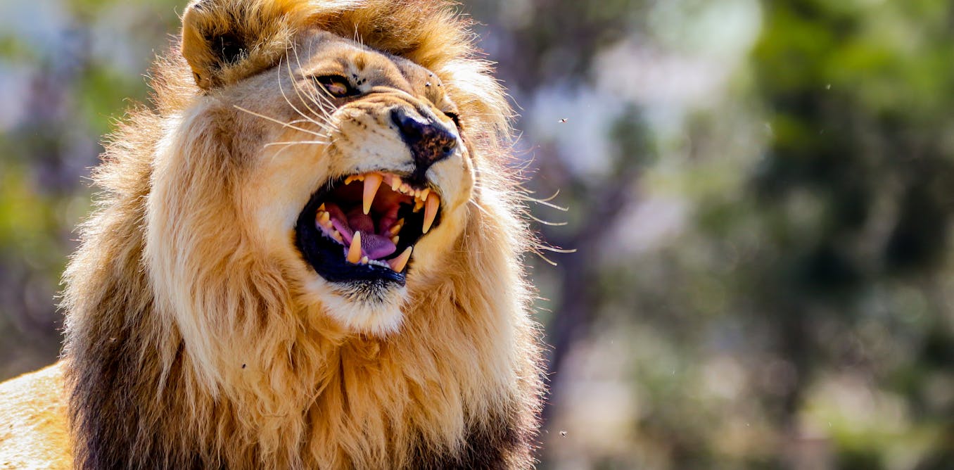 Lions have two types of roar – new research