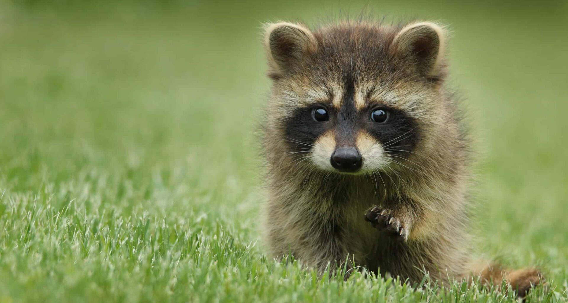 City Raccoons Are Domesticating Themselves and Becoming Cuter In the Process