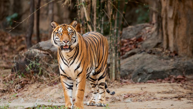 GPS collars reveal ‘strange prey’ for some of Thailand’s last tigers