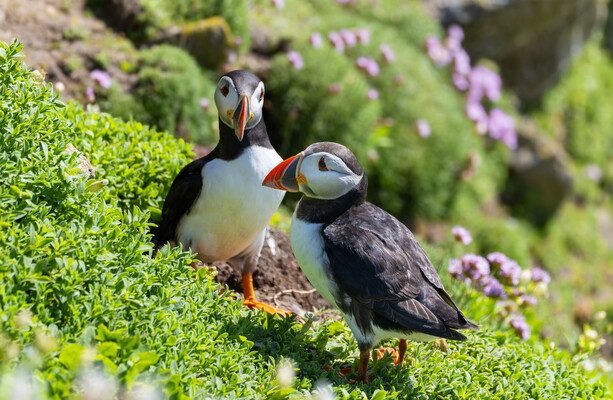 Puffins have made a return to a tiny, remote island off the Antrim coast