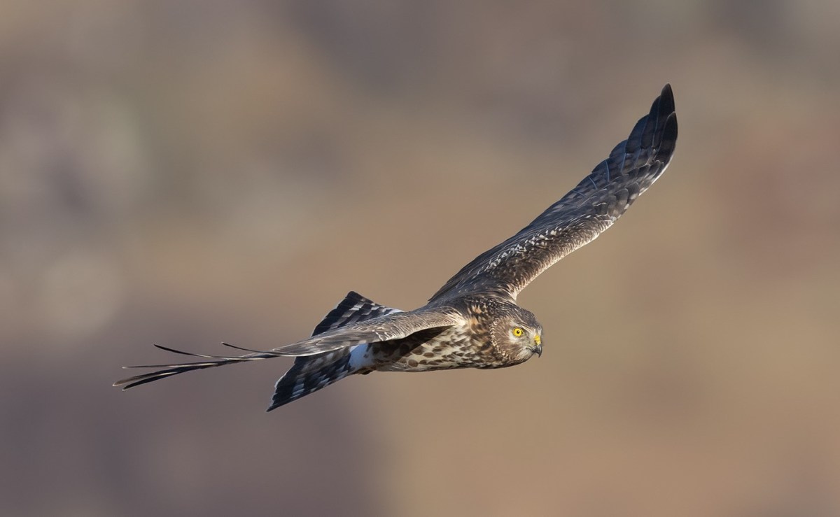 Hen Harrier found dead in Northumberland National Park with shotgun damage to satellite tag – Raptor Persecution UK