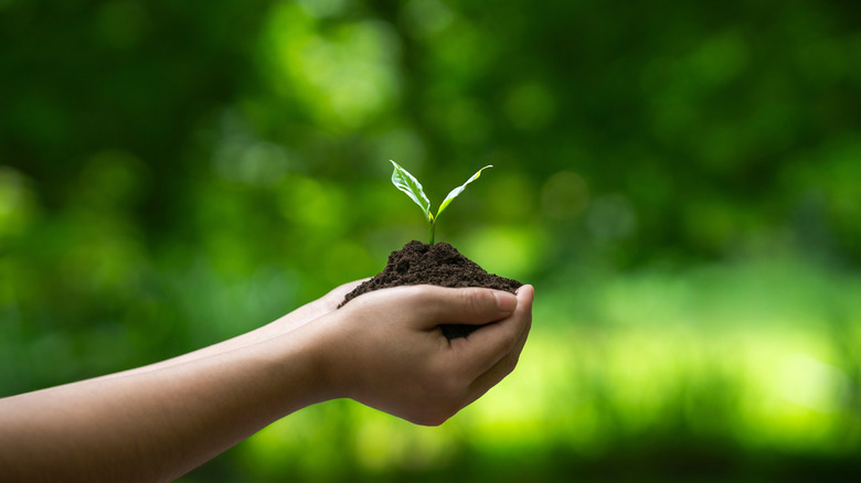 a hand holding a growing planet