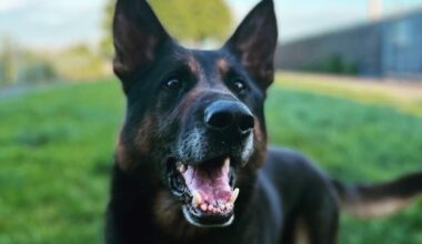 The fearless German shepherd hero retires