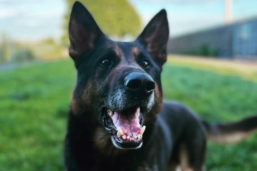 The fearless German shepherd hero retires