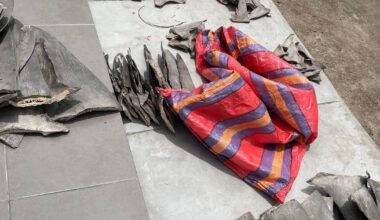 10,000 shark fins worth over $11M seized in major wildlife trafficking bust in Peru