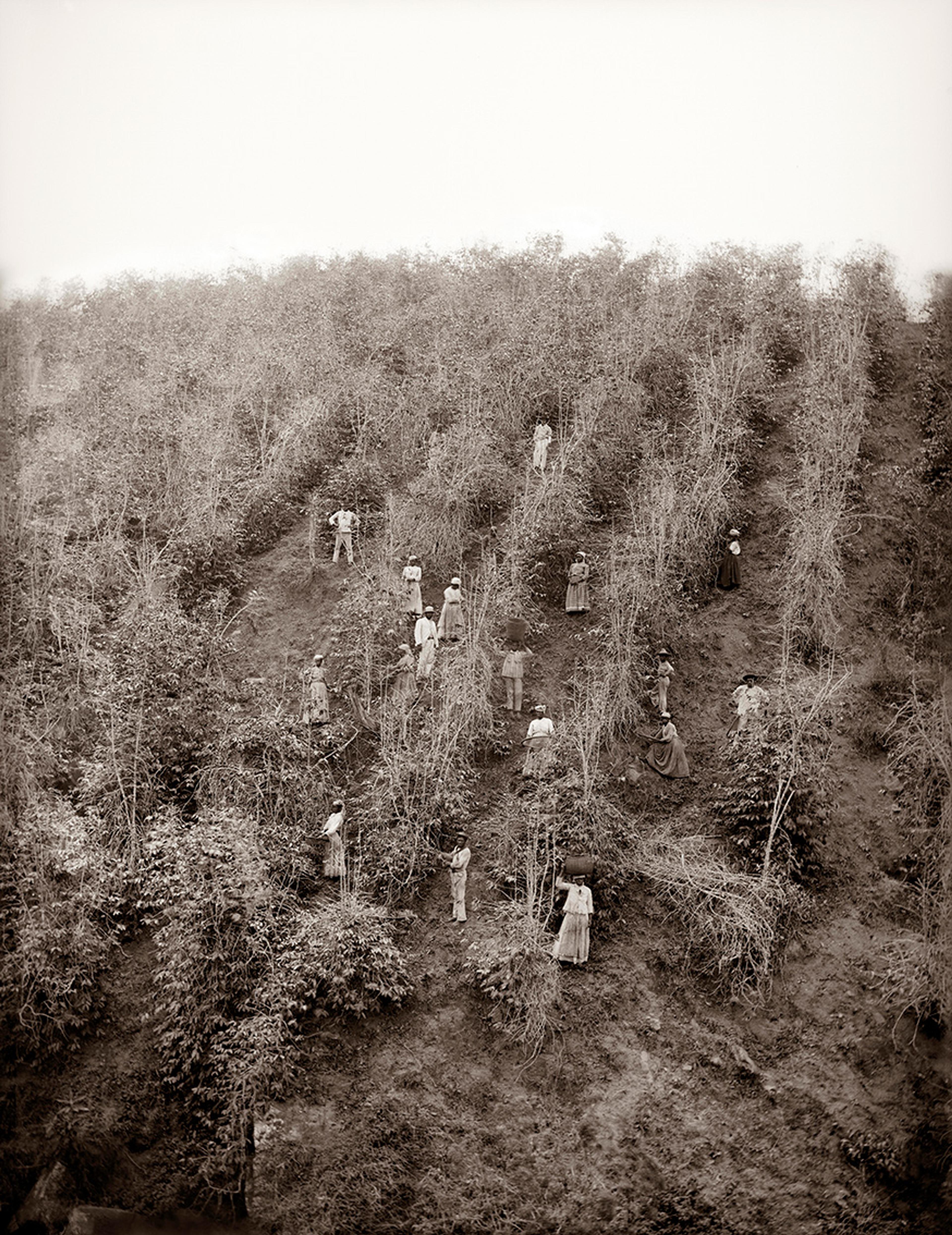Black and white photo of workers on a hillside among coffee plants, likely carrying baskets for harvesting.