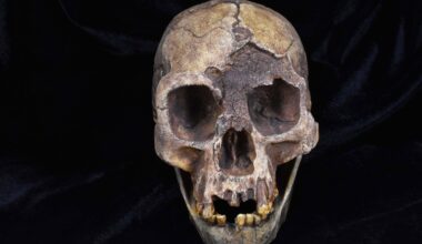 A skull cast of Homo floresiensis