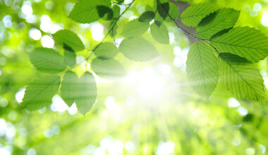 Scientists Achieved Infinite Clean Energy Through Artificial Photosynthesis